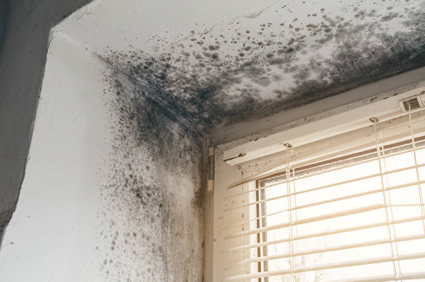 Affordable Mold Cleanup solutions in Lincoln, IL